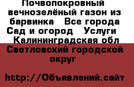 Почвопокровный, вечнозелёный газон из барвинка - Все города Сад и огород » Услуги   . Калининградская обл.,Светловский городской округ 